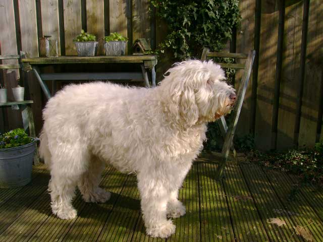 curly-fleece labradoodle