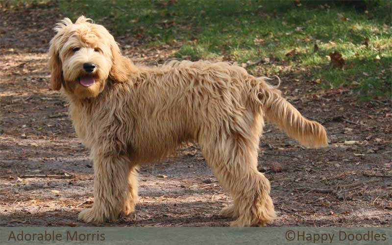 labradoodle morris