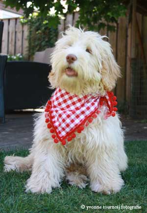 labradoodle-pebbles-zakdoek