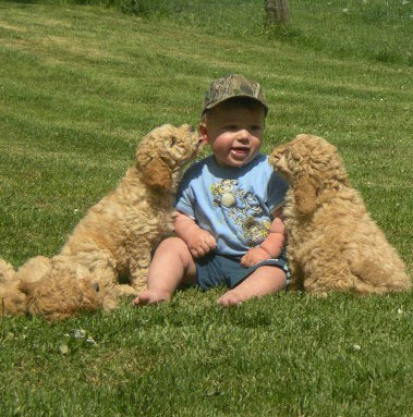 labradoodle met baby