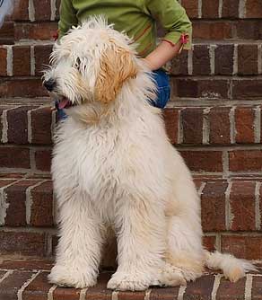fleece labradoodle
